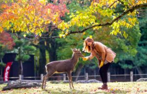 奈良公园 Nara Park