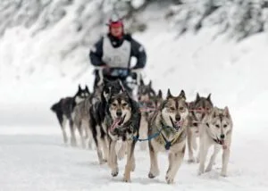 狗拉雪橇体验之旅 Dog Sledding Adventure