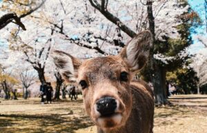 Nara Park 奈良公园