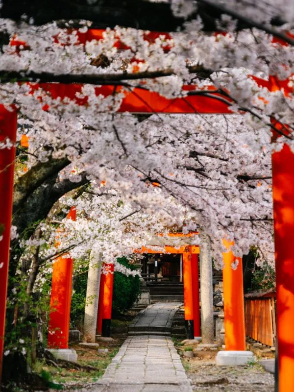 日本樱花季旅游 Travel Cherry Japan
