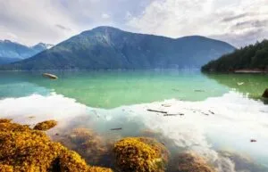 大熊雨林 Great Bear Forest