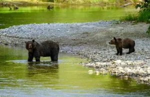 大熊雨林 Great Bear Forest