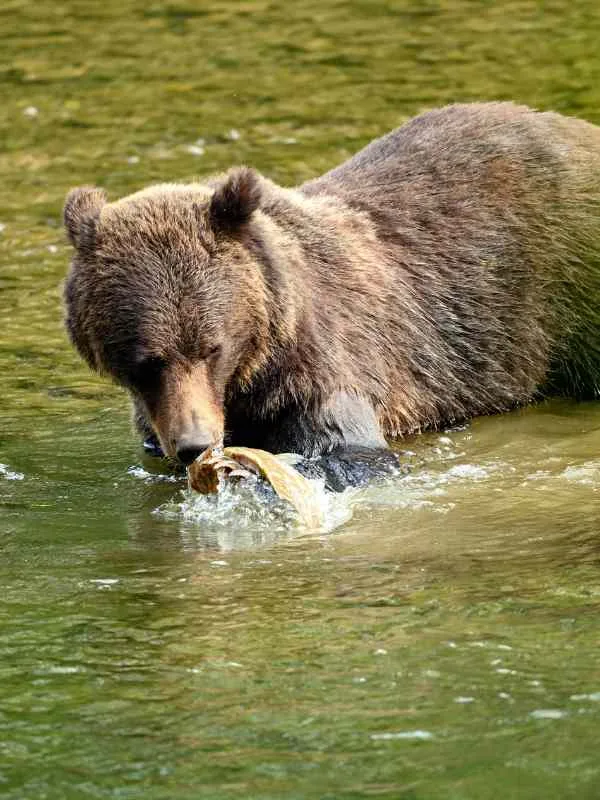 大熊雨林 Great Bear Forest