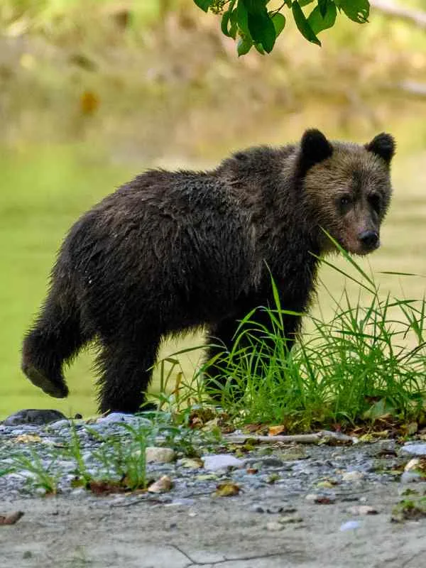 大熊雨林 Great Bear Forest
