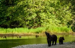 大熊雨林 Great Bear Forest
