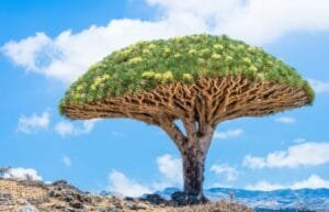 西葡详情图-龙血树公园