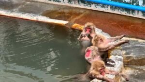 北海道旅游 Hokkaido