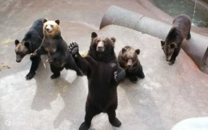 北海道旅游 Hokkaido Travel 熊牧场